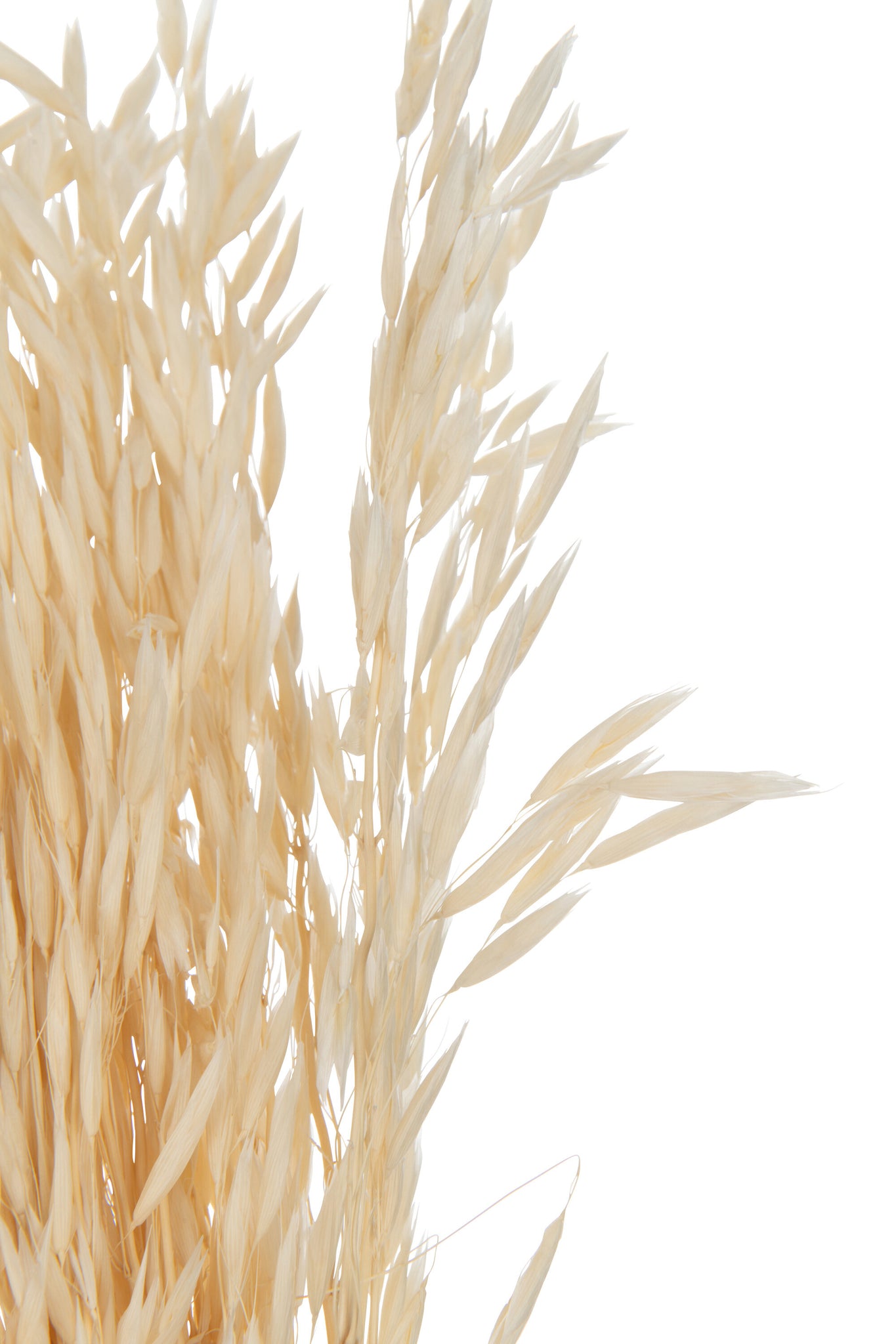 Bundle Dried Oats Ecru