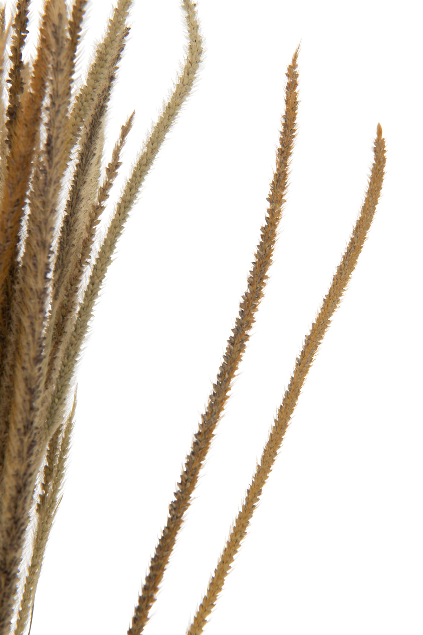 Bundle Dried Oriental Fountain Grasses Natural
