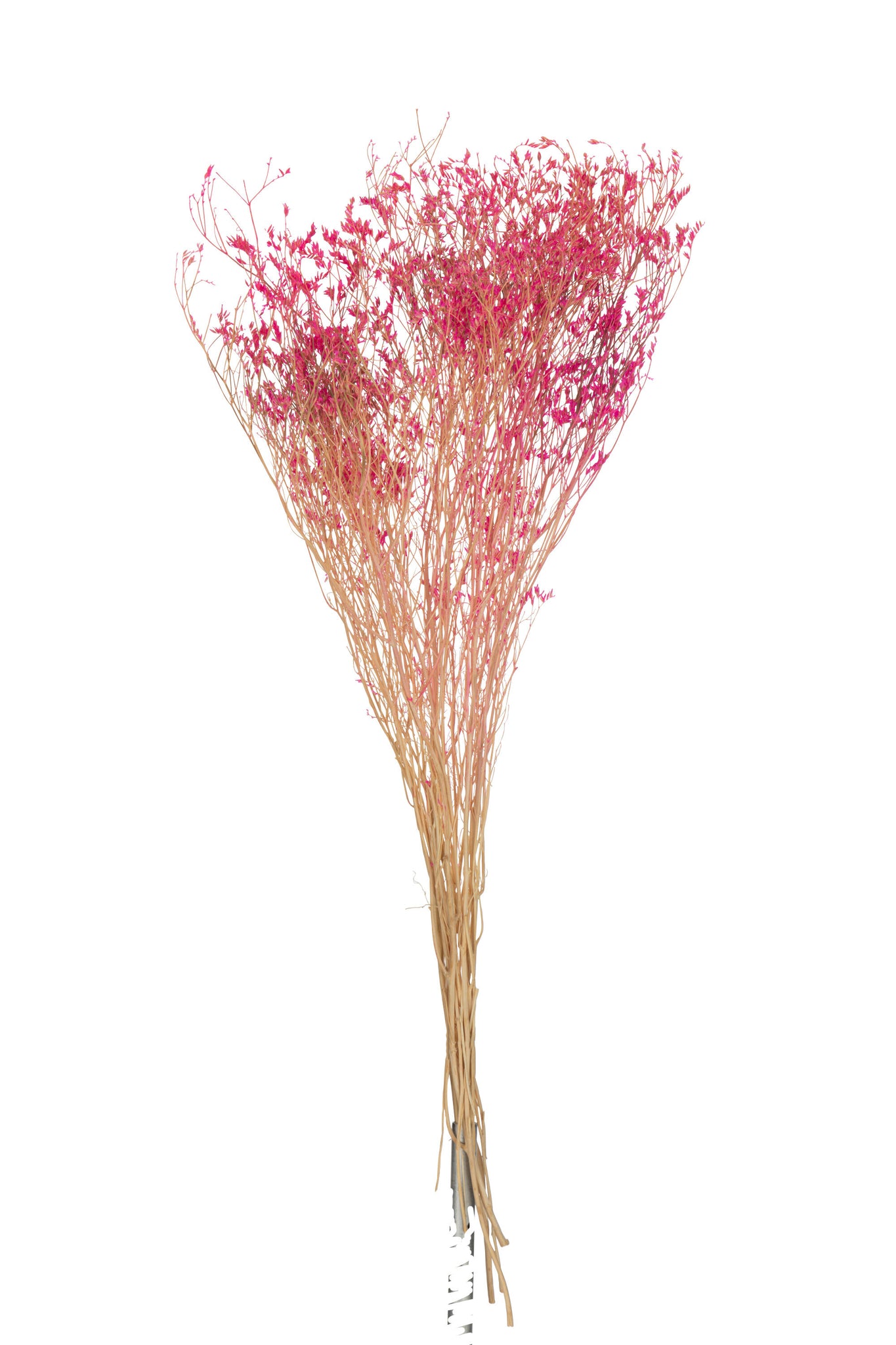 Bundle Dried Gypsophilia Fuchsia