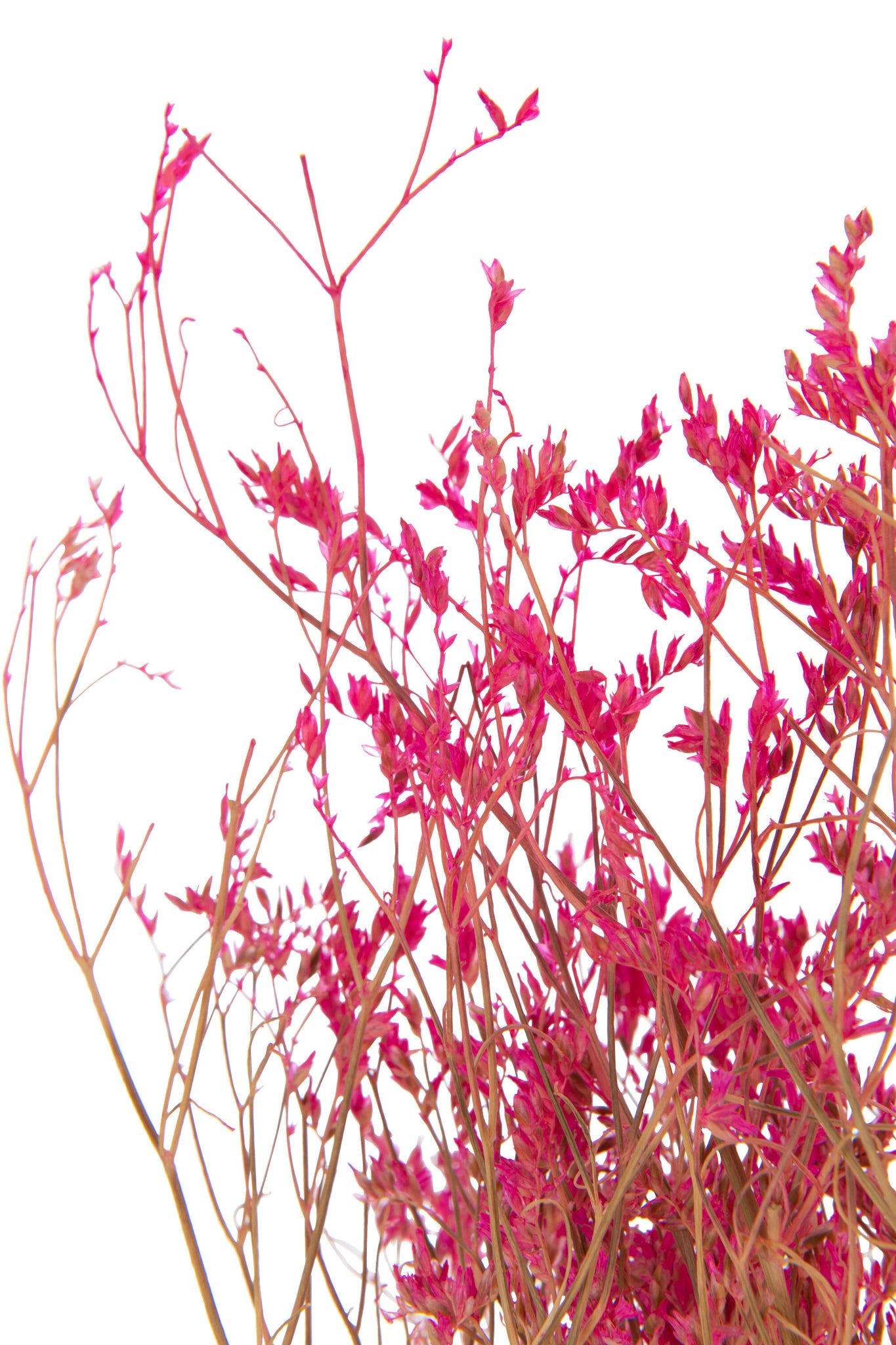 Bundle Dried Gypsophilia Fuchsia