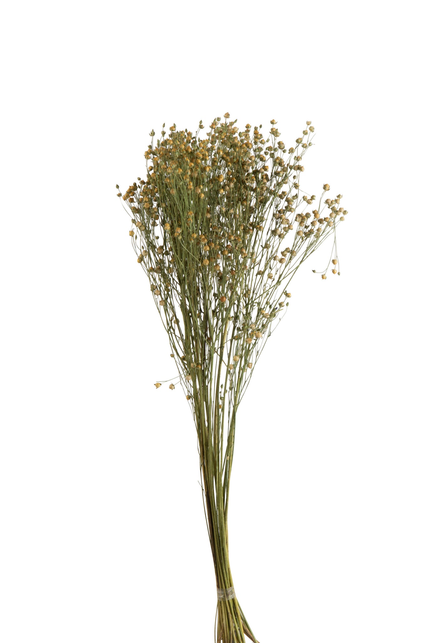 Bündel Flachsblüten, getrockneter Flachs, gelb