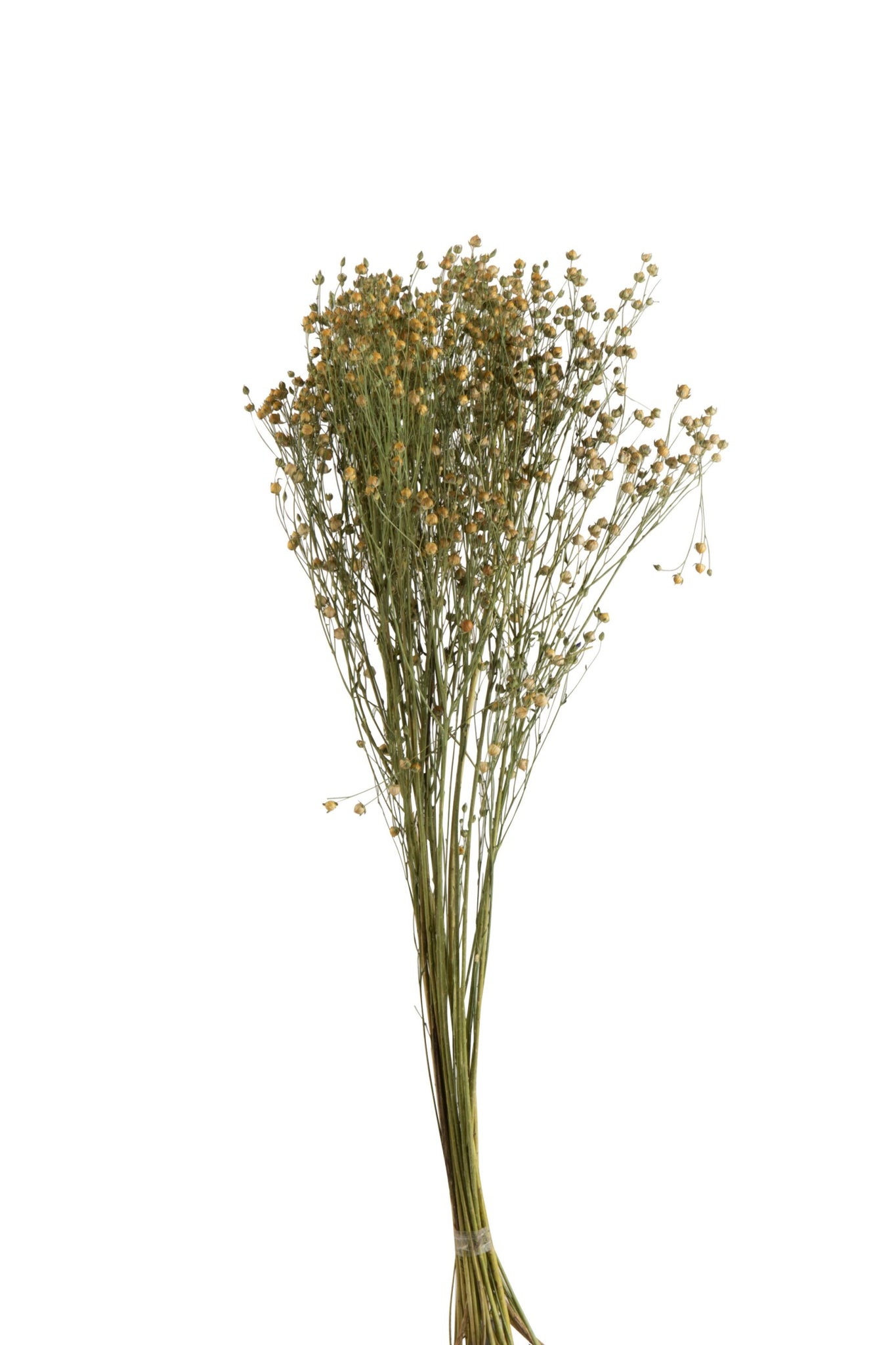 Bundle Flax Flower Dried Flax Yellow