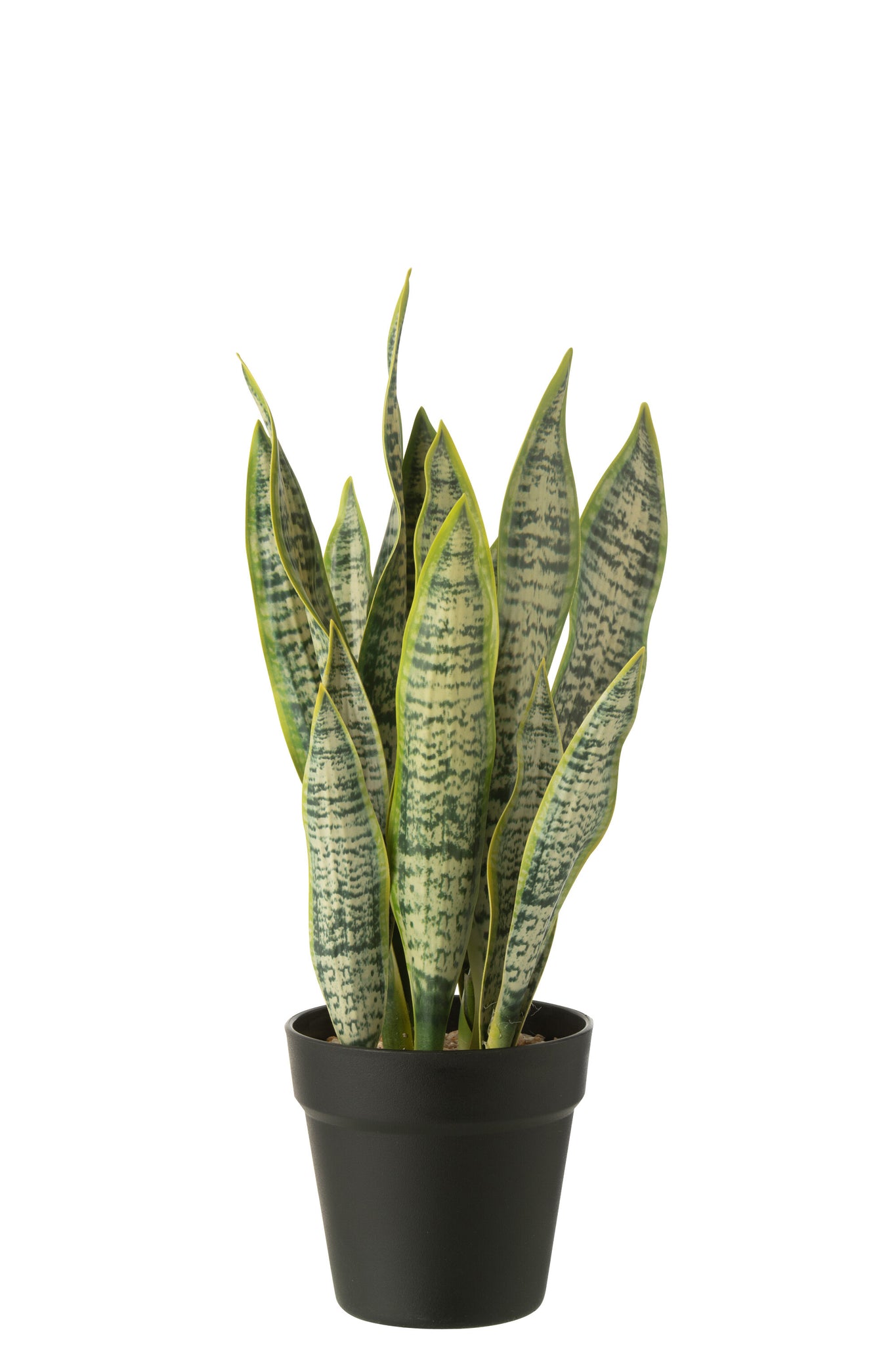 Dracaena trifasciata im Topf, künstliches grünes Medium