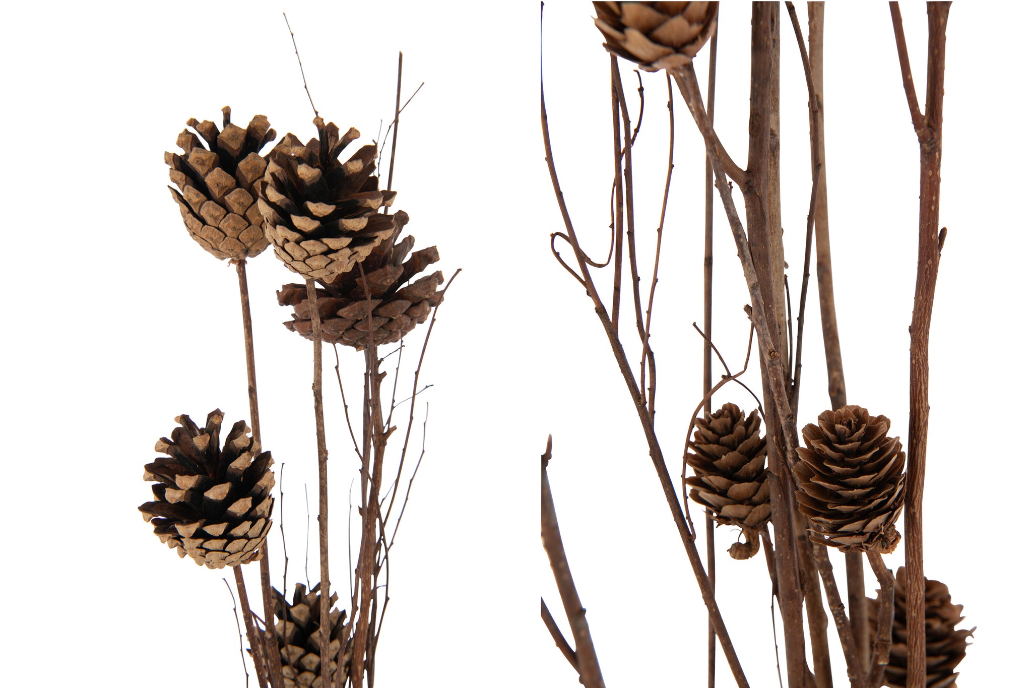 Branch Pine Cone Dry Flower Dark Brown Assortment Of 2