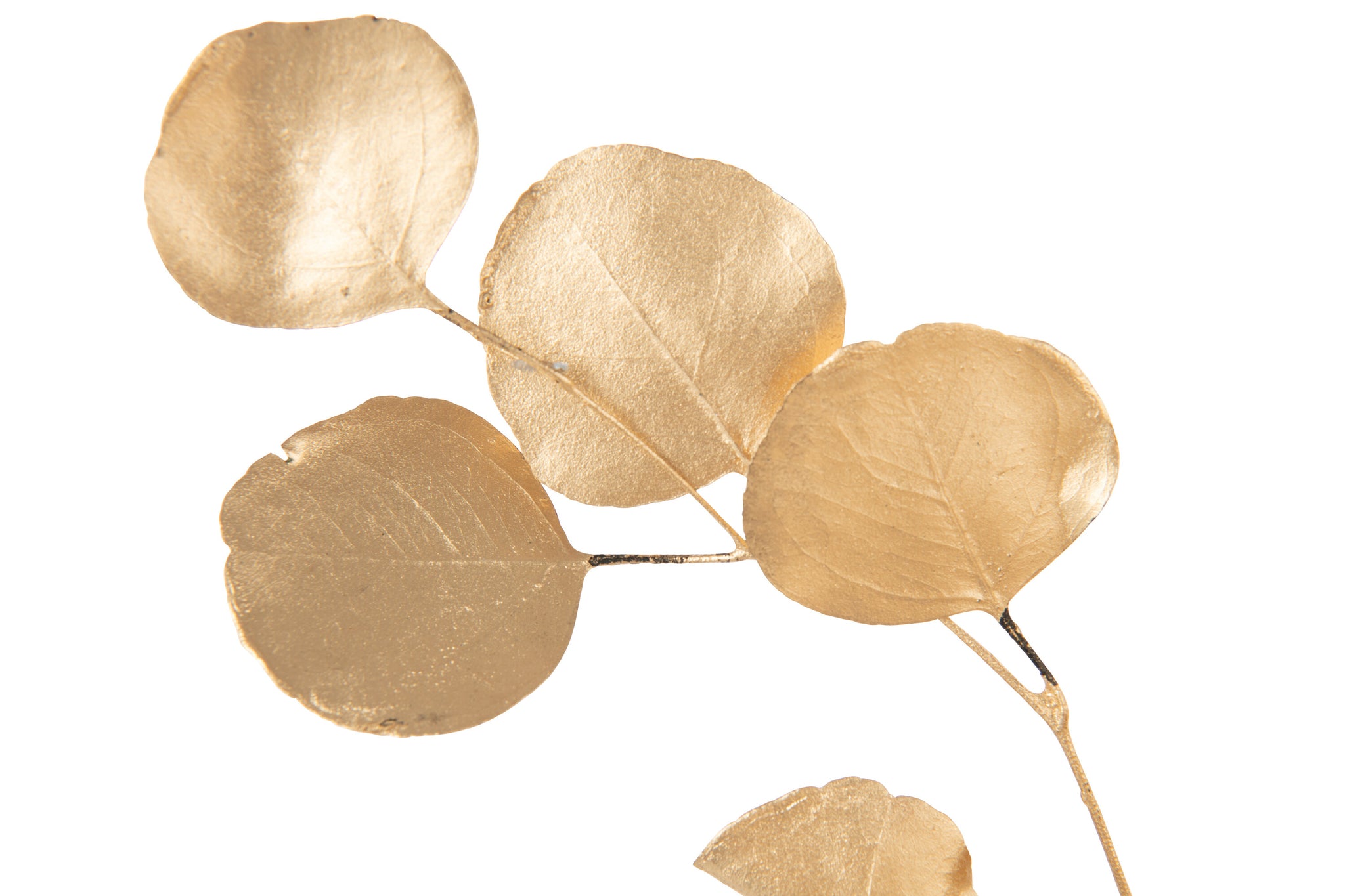 Eucalyptus Dry Flower Gold Colored