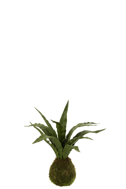 Sansevieria-Kugel, Erde, Plastik, Grün