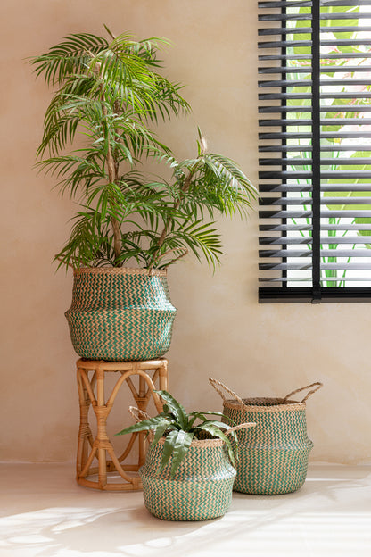 Sansevieria-Kugel, Erde, Plastik, Grün