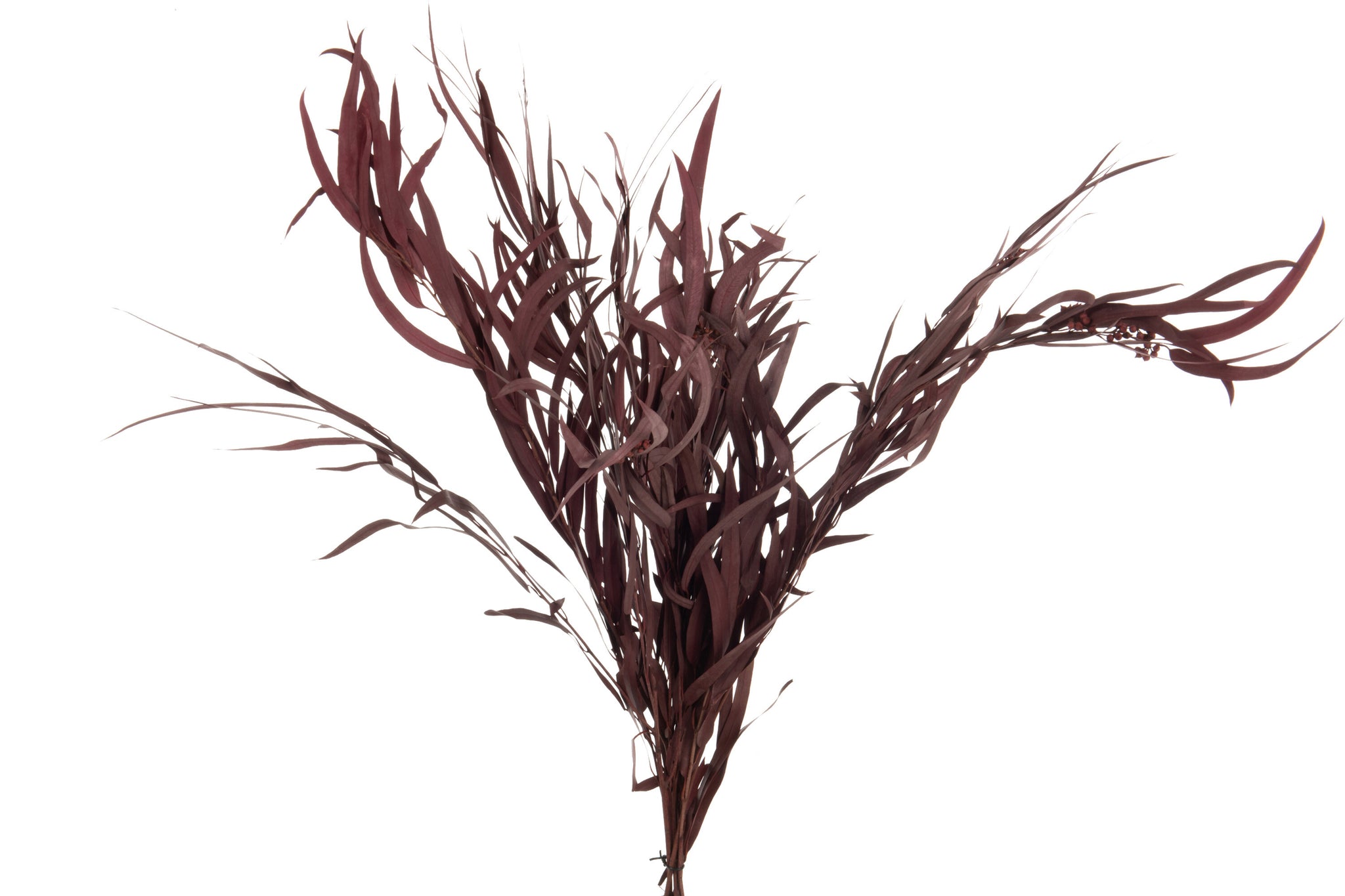 Bundle Eucalyptus Wild Dried Burgundy