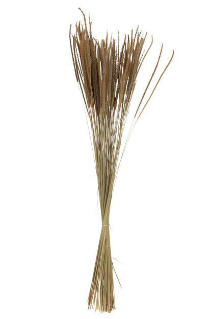 Bundle Dried Oriental Fountain Grasses Natural
