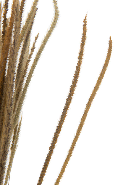 Bundle Dried Oriental Fountain Grasses Natural