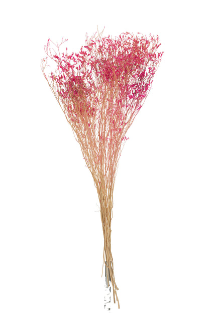 Bundle Dried Gypsophilia Fuchsia