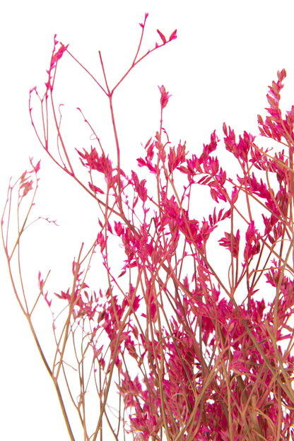Bundle Dried Gypsophilia Fuchsia