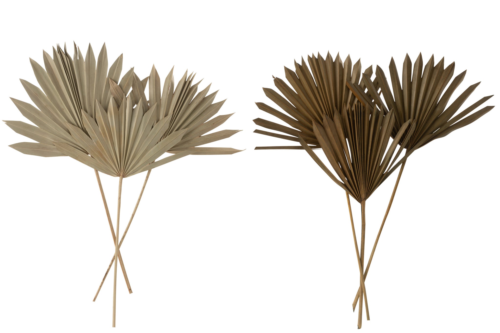 Dried Palm Tree Leaves 2 Pieces Green Assortment Of 2