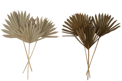 Dried Palm Tree Leaves 2 Pieces Green Assortment Of 2