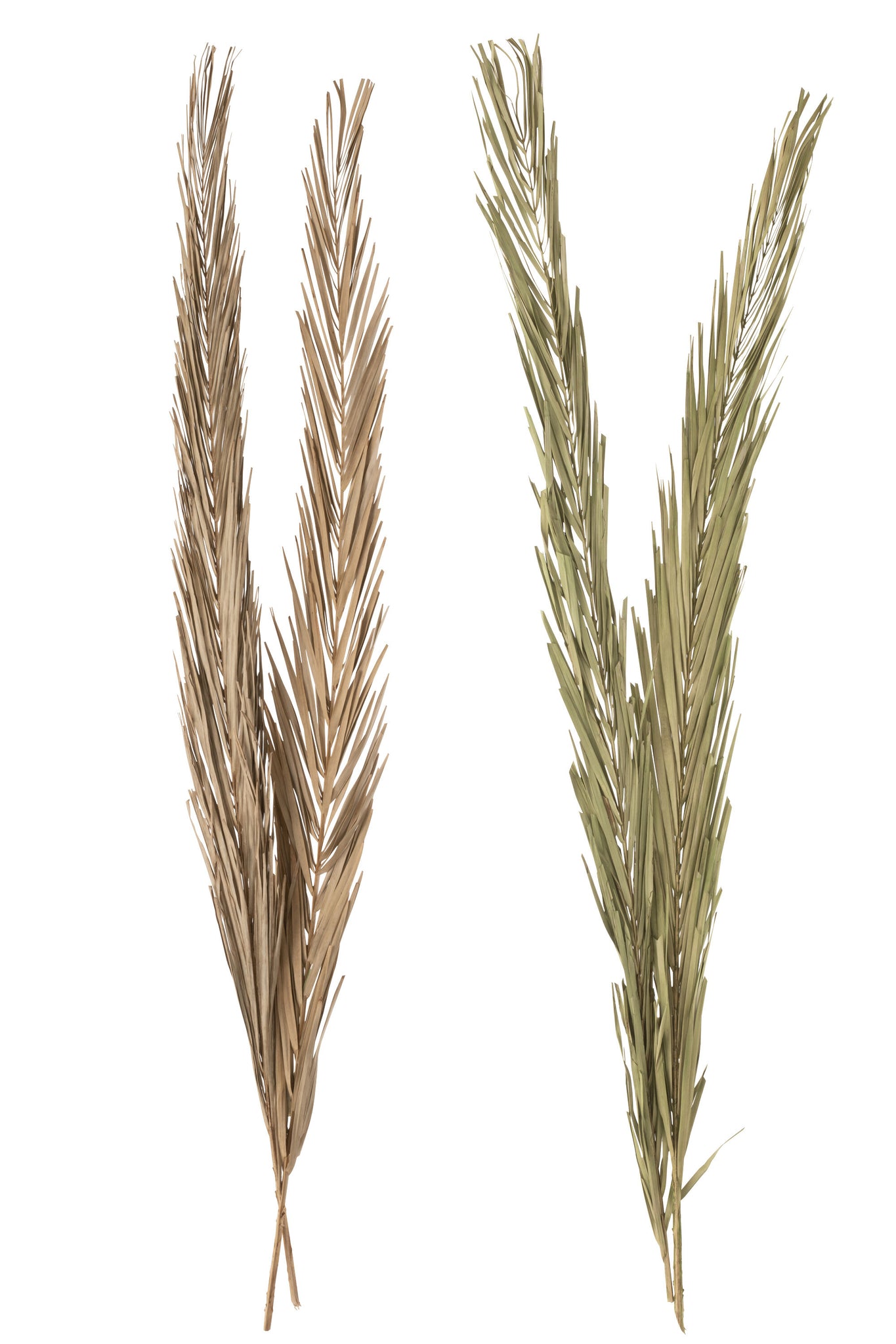 Leaves Khajur 2 Pieces Green Assortment Of 2