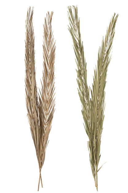 Leaves Khajur 2 Pieces Green Assortment Of 2