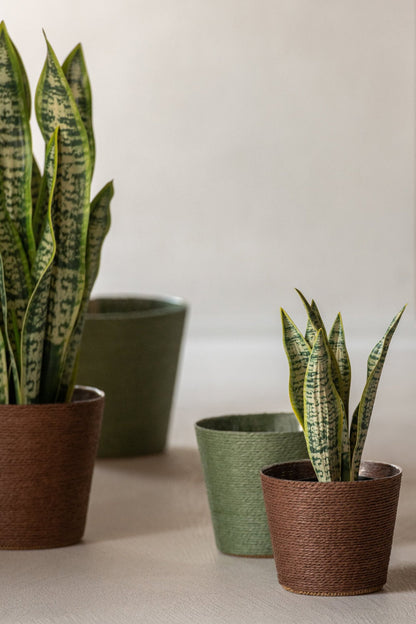 Dracaena Trifasciata In Pot Artificial Green Medium