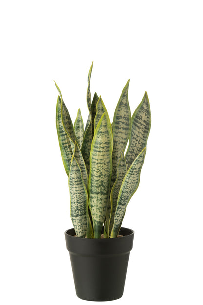 Dracaena Trifasciata In Pot Artificial Green Medium