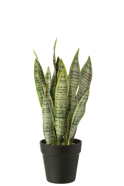 Dracaena trifasciata im Topf, künstliches grünes Medium