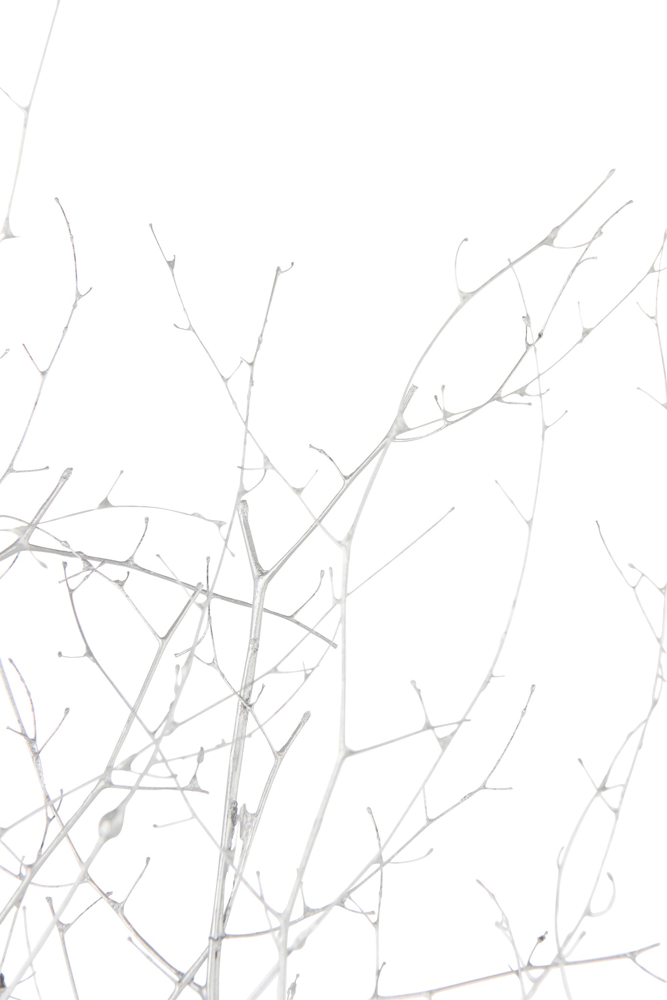 Branch Dry Flower Silver Colored