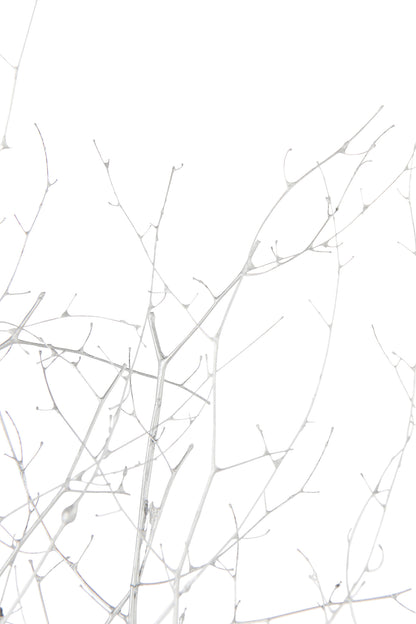 Branch Dry Flower Silver Colored