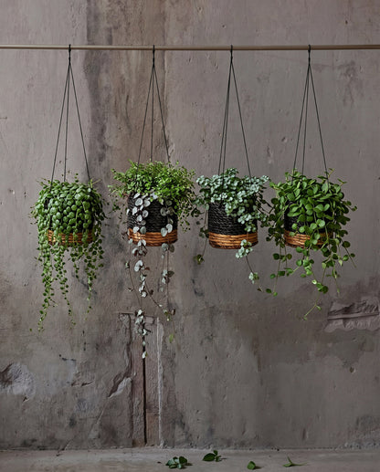 The Banana Plant Hanger - Natural Black - S