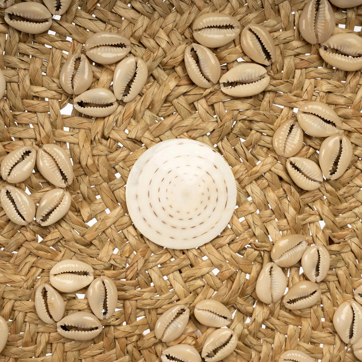 The Caribe Shell Plate - Natural White - M_40